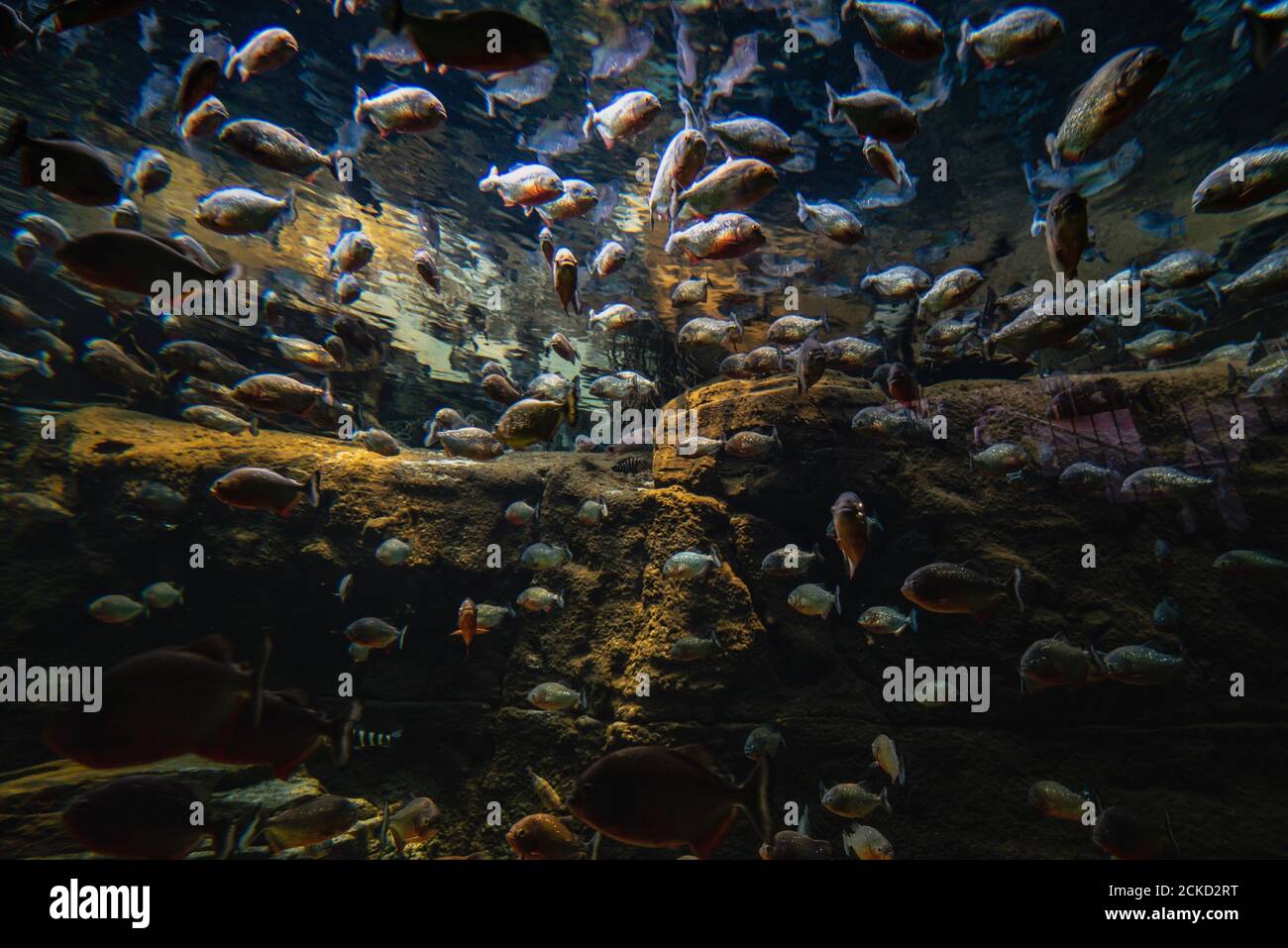 Fish flock gathered in an underwater scene. Large group or bunch of fishes packed together under water raises concern for ecosystem sustainability Stock Photo