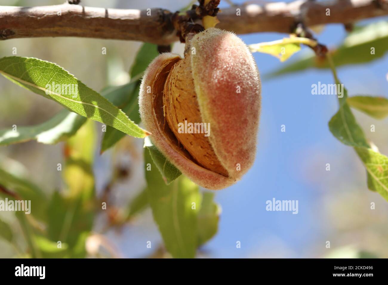 Mature almond tree hi-res stock photography and images - Alamy