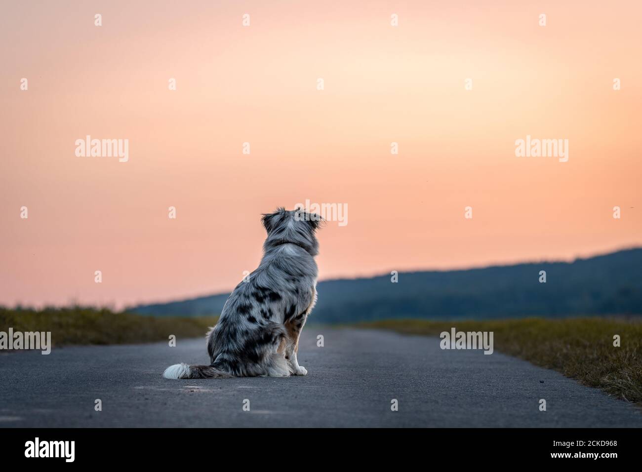 Dog australian shepherd blue merle sitting in front of sunset looking away Stock Photo