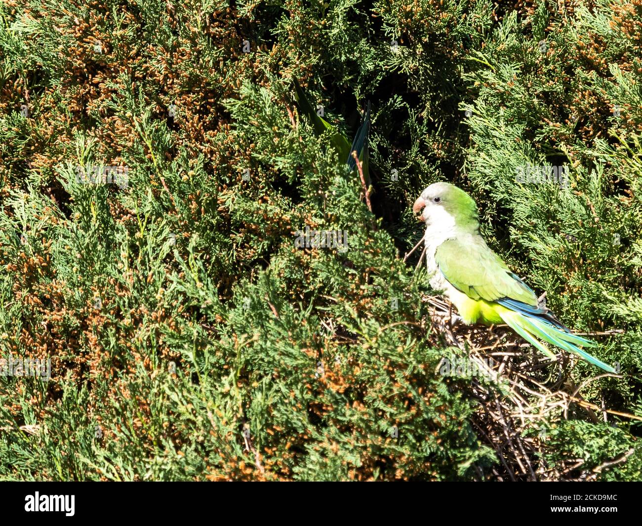 Cotorra Argentina, Cotorra Monje or Cotorra Verdigris, bird belonging to the parrot family introduced in much of Europe as a companion animal. Stock Photo