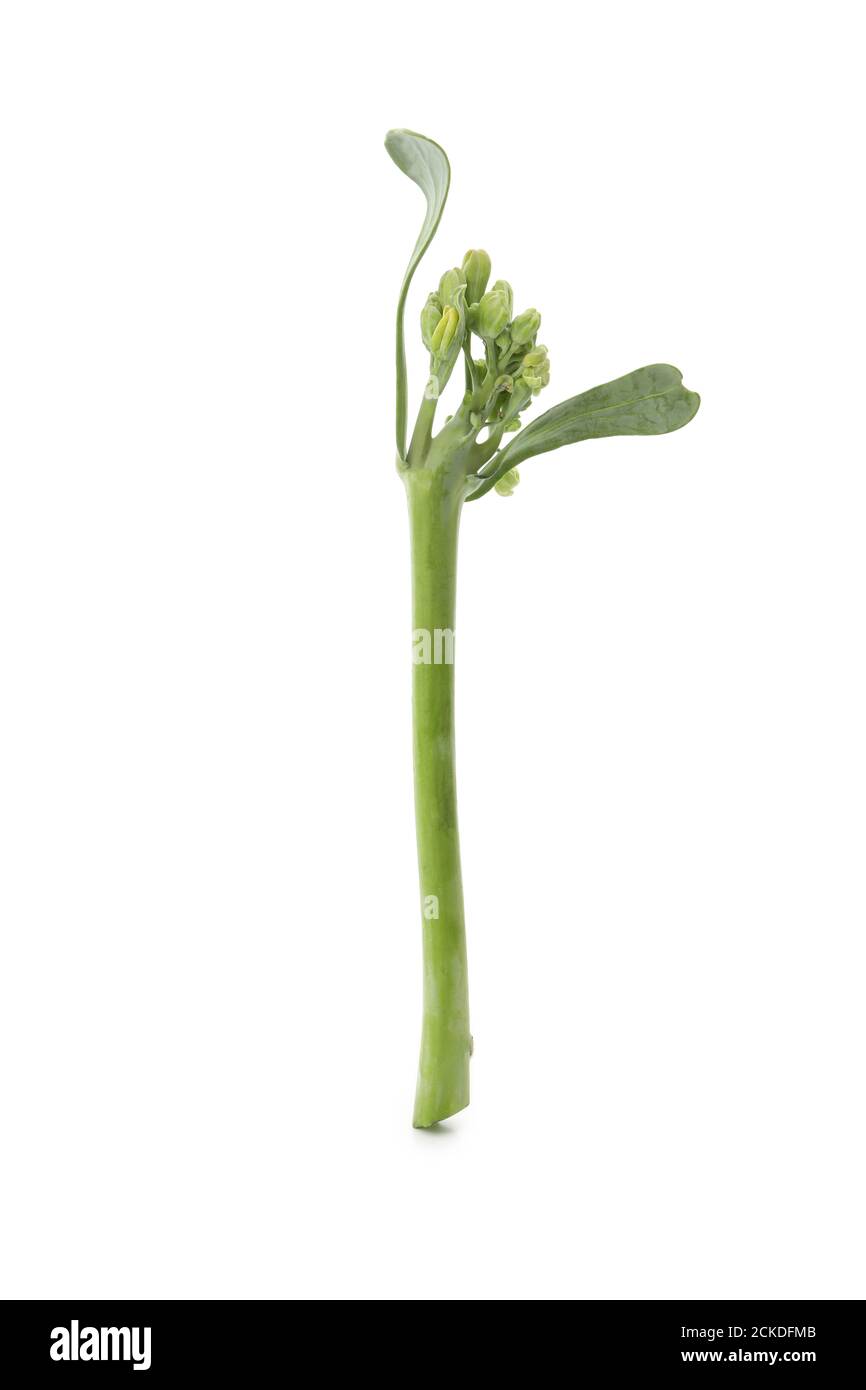 Fresh green broccolini isolated on white background Stock Photo