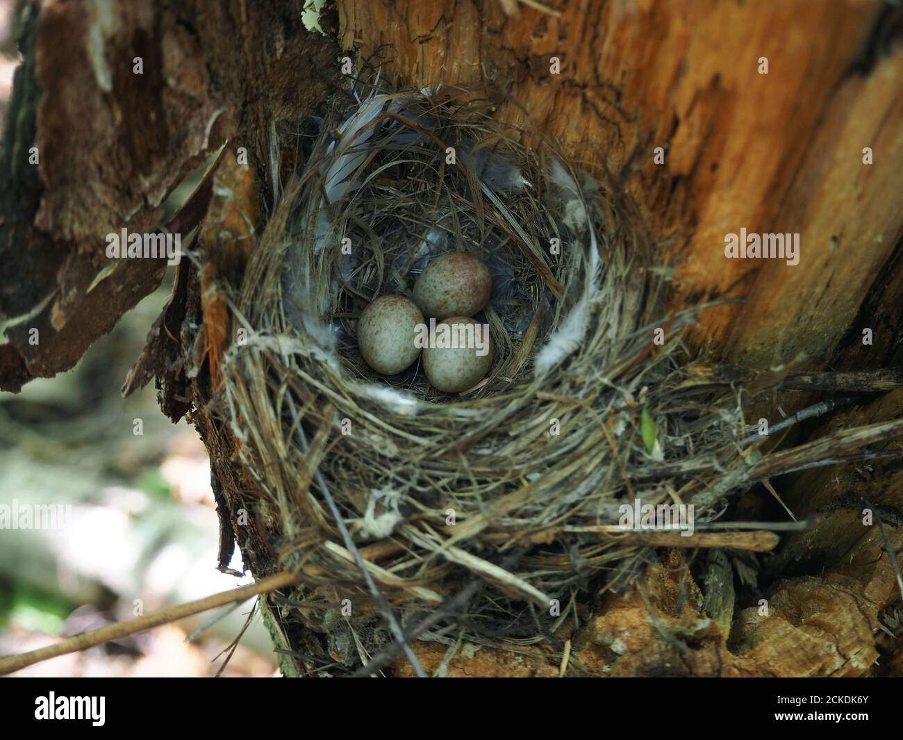Nest in the forest with bird eggs Stock Photo - Alamy