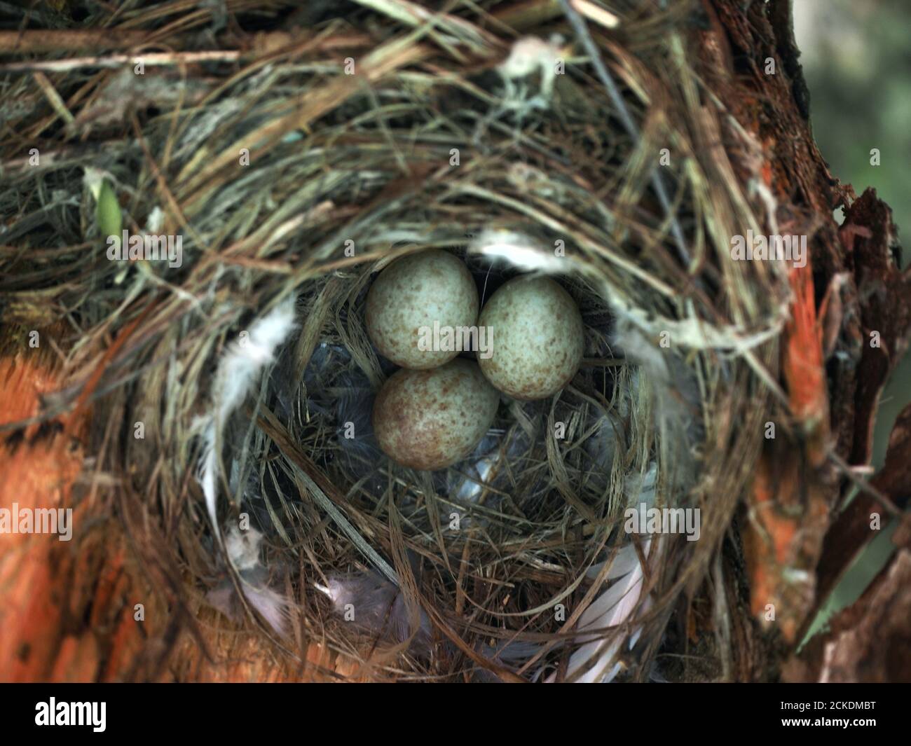 Nest in the forest with bird eggs Stock Photo