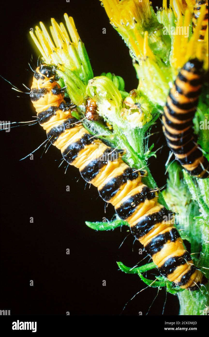 Yellow And Black Caterpillars High Resolution Stock Photography and