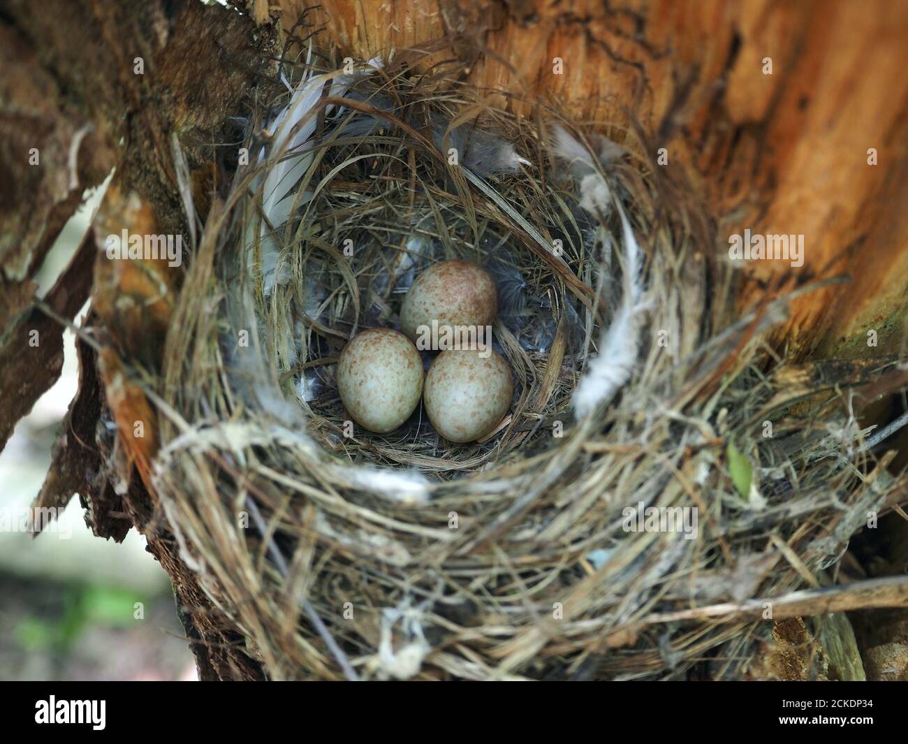 Nest in the forest with bird eggs Stock Photo - Alamy