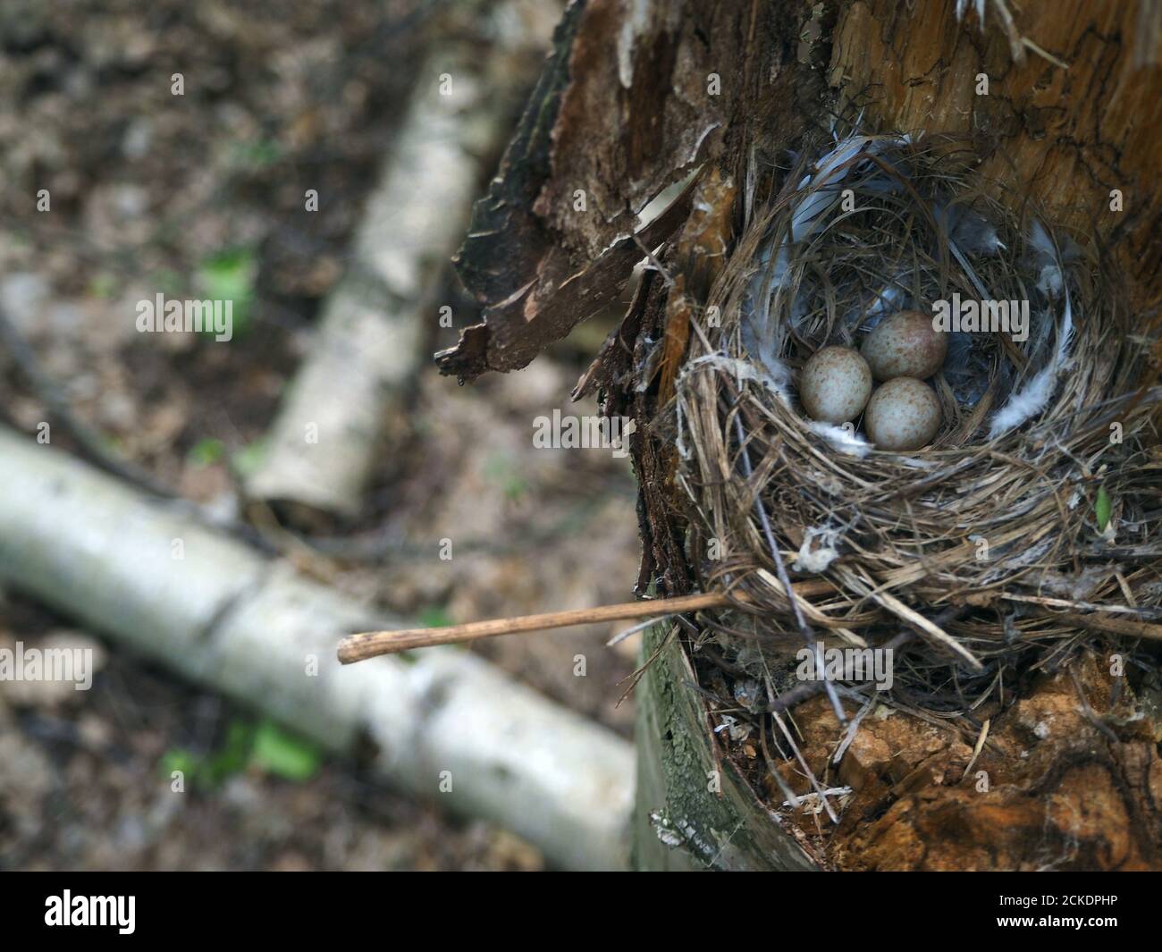 Nest in the forest with bird eggs Stock Photo - Alamy