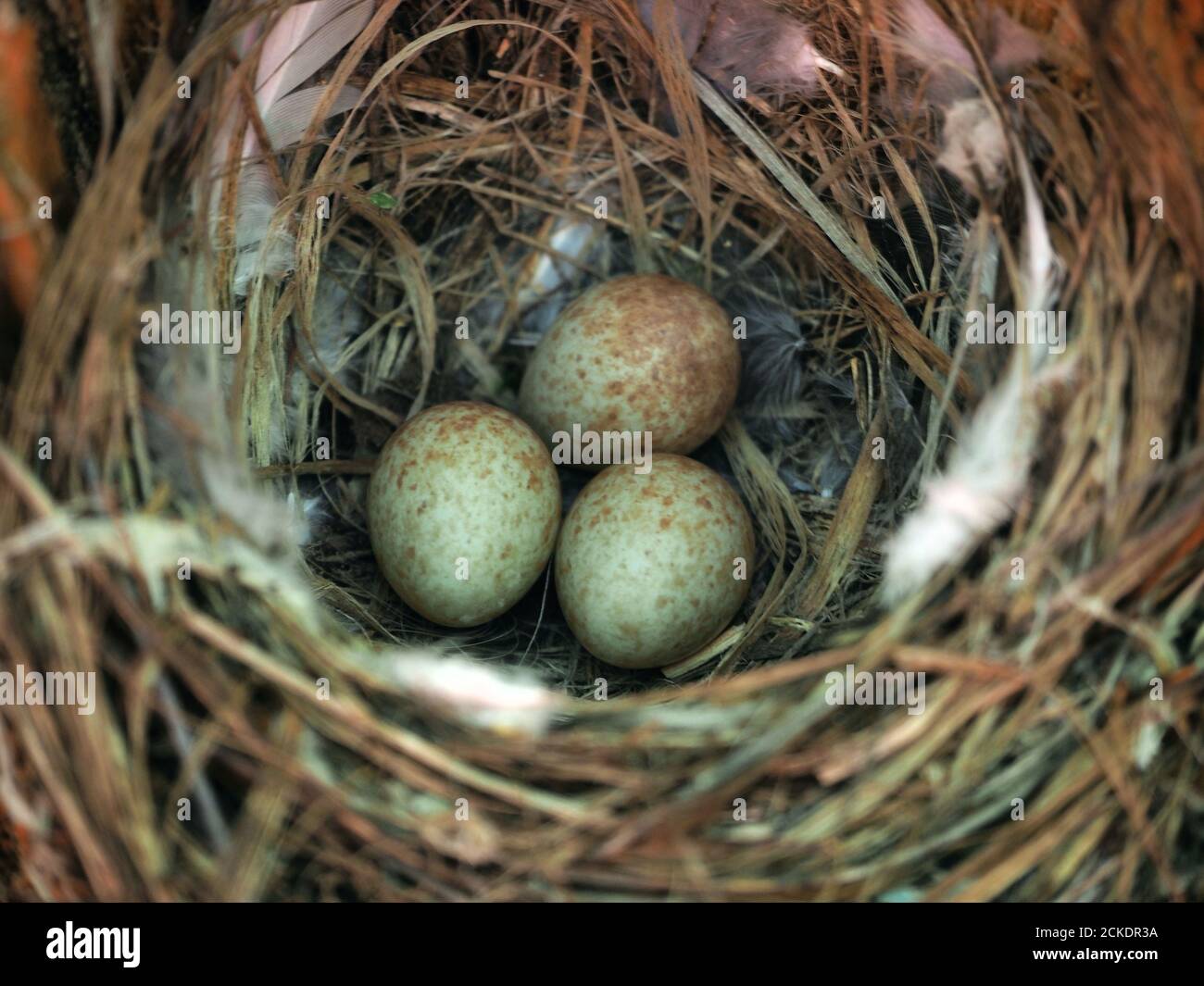 Nest in the forest with bird eggs Stock Photo - Alamy