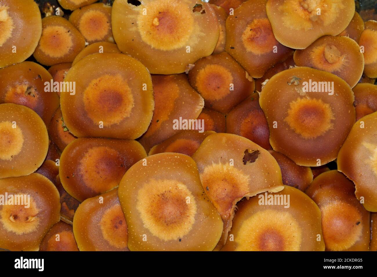 Group of Sheathed woodtuft mushrooms, growing en masse on a tree stump Stock Photo