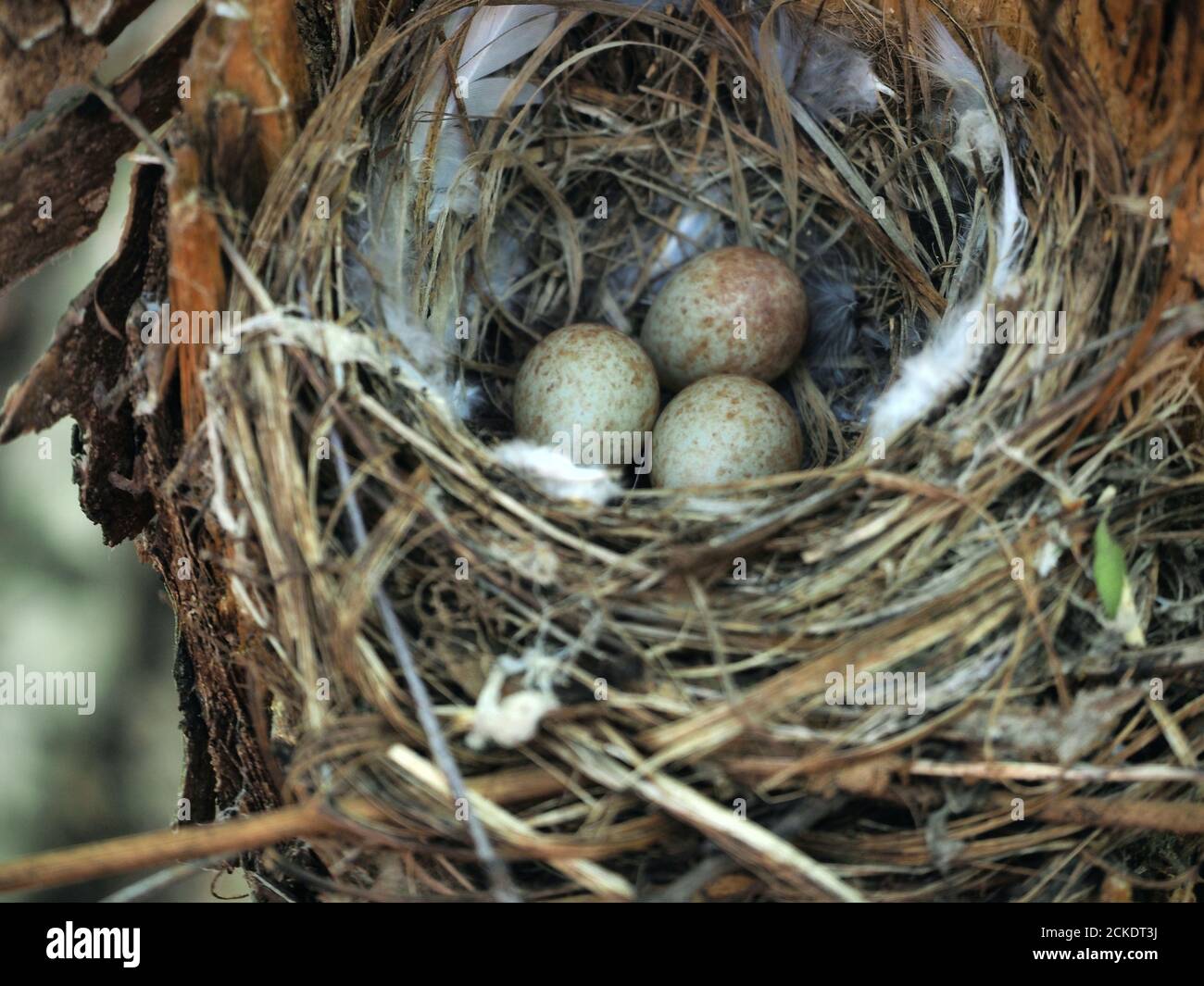 Nest in the forest with bird eggs Stock Photo - Alamy