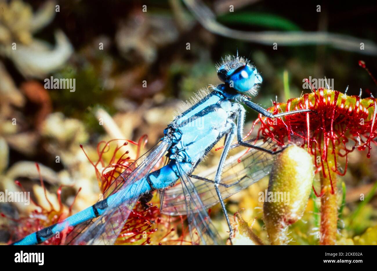 A Common Blue Damselfly stuck on Sundew, an insectivorous plant in the ...