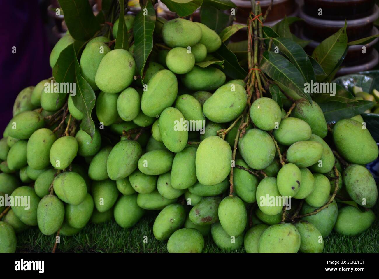 Mango fruit (MANGIFERA INDICA ) commonly known as mango, is a species of flowering plant in the sumac and poison ivy family Anacardiaceae. Stock Photo