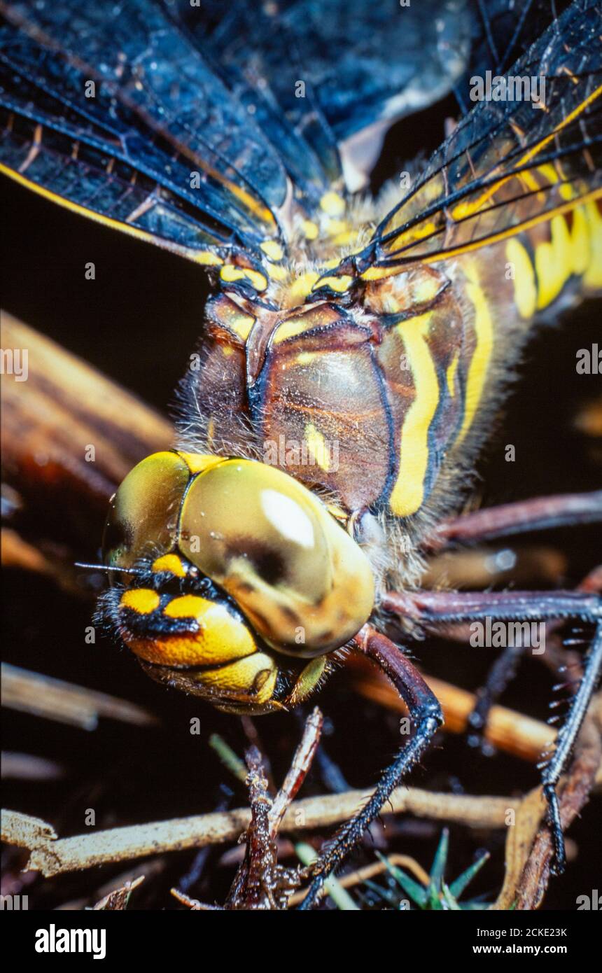Compound eyes on a dragonfly Stock Photo Alamy