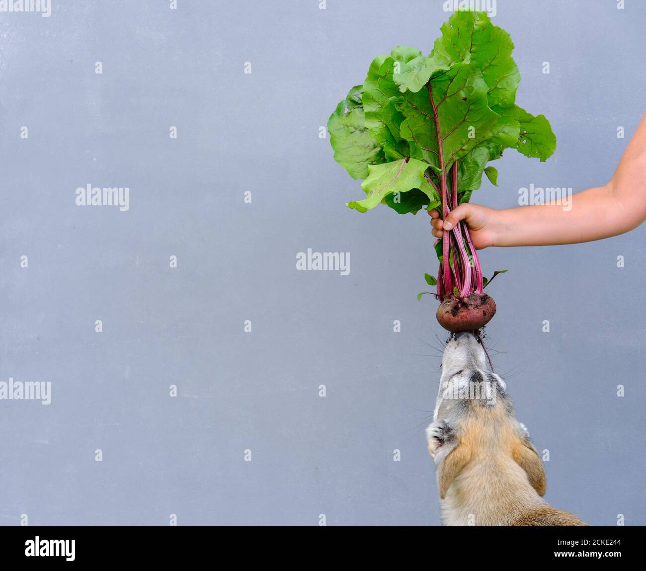 Wellness pet food hi-res stock photography and images - Alamy
