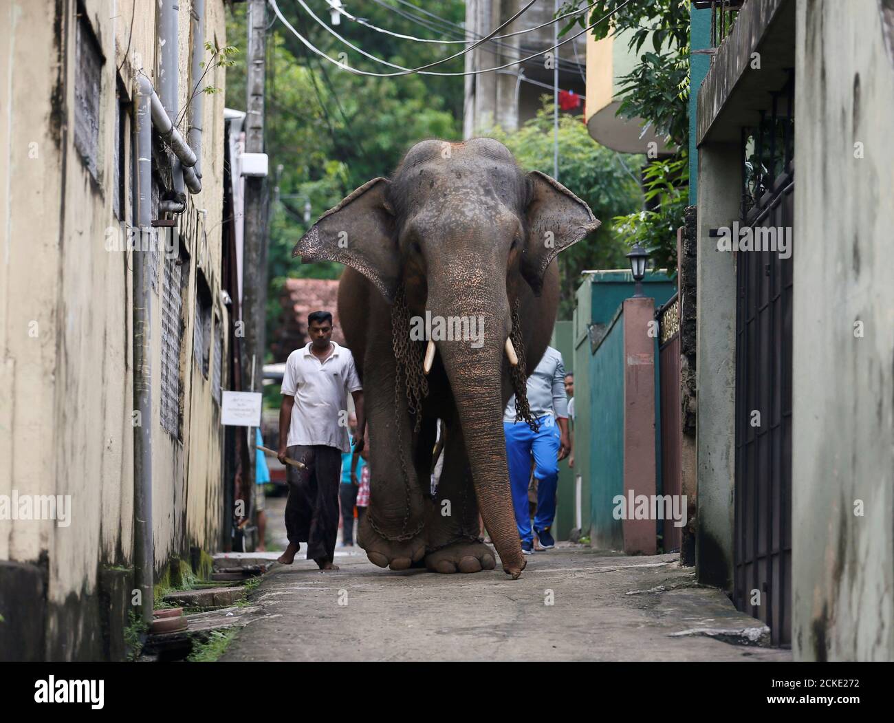 A mahout walks his elephant on a small road at a residential area in  Colombo, Sri Lanka November 20, 2016. REUTERS/Dinuka Liyanawatte Stock  Photo - Alamy
