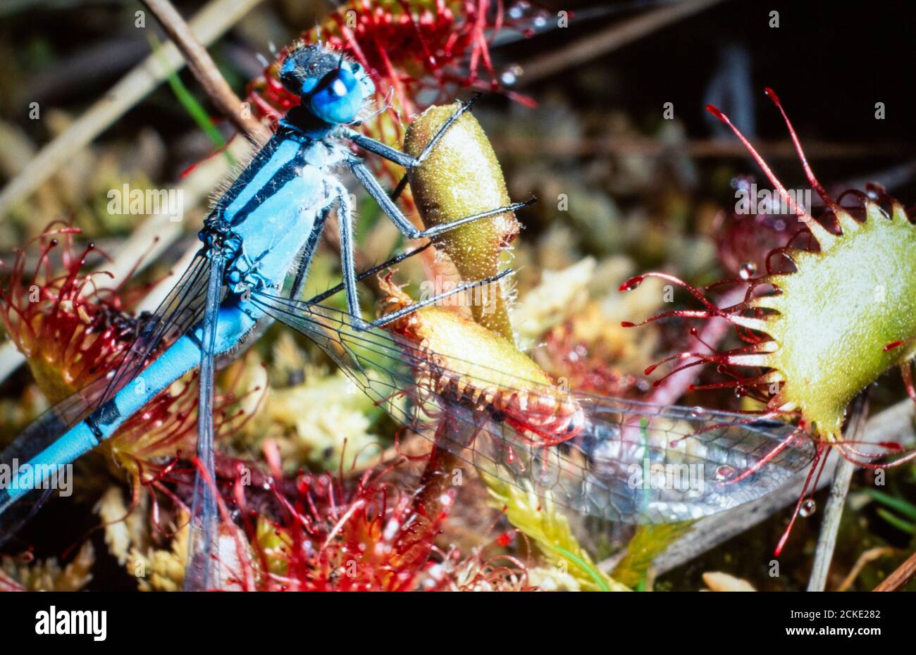 A Common Blue Damselfly stuck on Sundew, an insectivorous plant in the ...