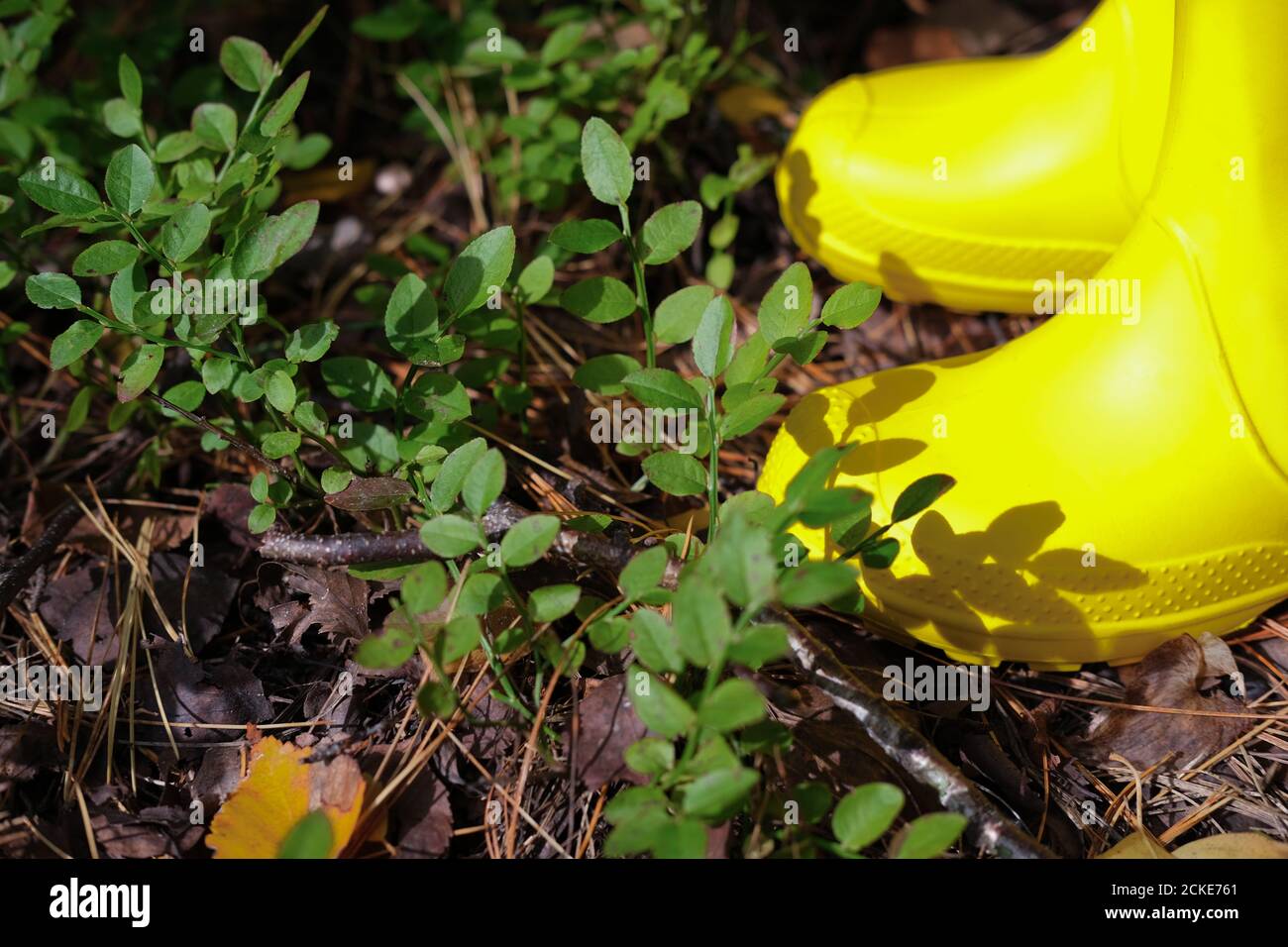 cropped view of girl's legs in yellow rain boots. girl standing on a