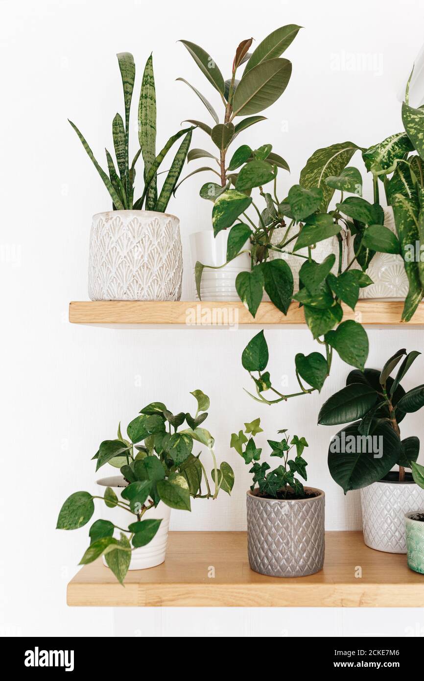 Stylish green houseplants on wooden shelves. Modern room decor urban jungle. Dieffenbachia, epipremnum, ficus, ivy, sansevieria in pots on shelf Stock Photo