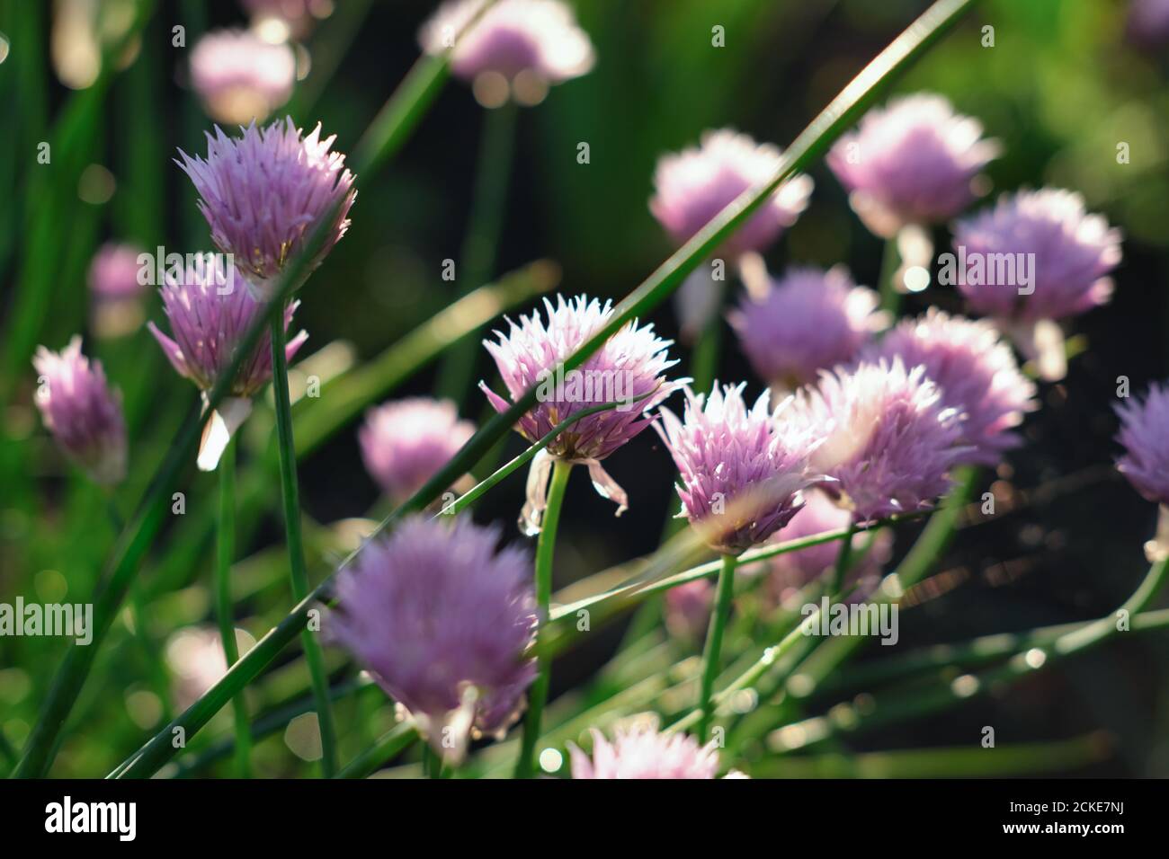 Wild onion flower bulbs. Allium flowers. Inflorescence of decorative onion in the garden. ornamental garden plant, large round purple flower close-up, flowering onions.  Stock Photo