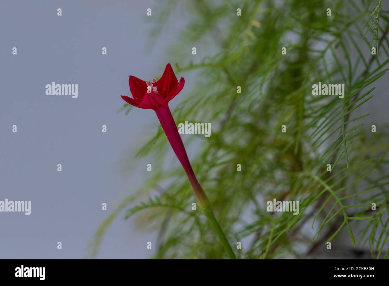 Close-up Image of a Cypress vine flower. The flower is known as Cypressvine morning glory or Cardinal Creeper or Cardinal Climber, Hummingbird Vine. Stock Photo