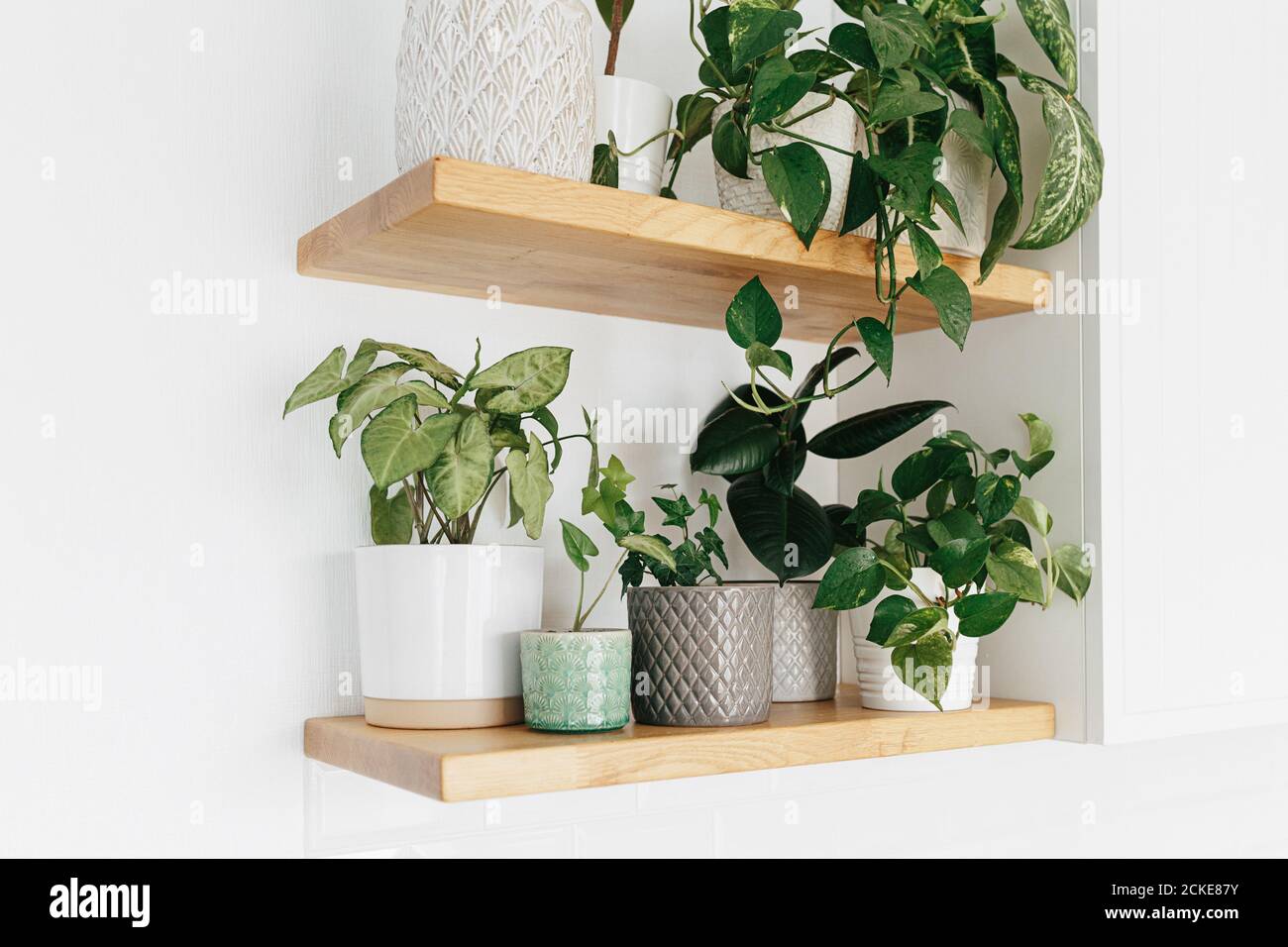Stylish green houseplants on wooden shelves. Modern room decor urban jungle. Dieffenbachia, epipremnum, ficus, ivy, sansevieria in pots on shelf Stock Photo