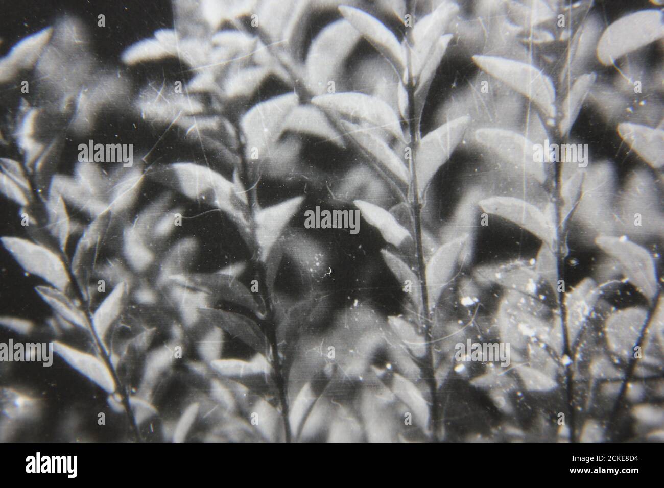 Fine 70s vintage black and white photography of a closeup plants and ...