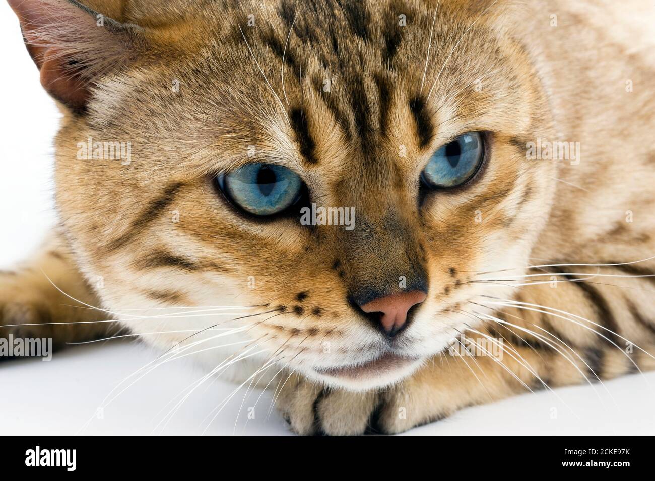 Seal Mink Tabby Bengal Domestic Cat, Portrait of Male against White