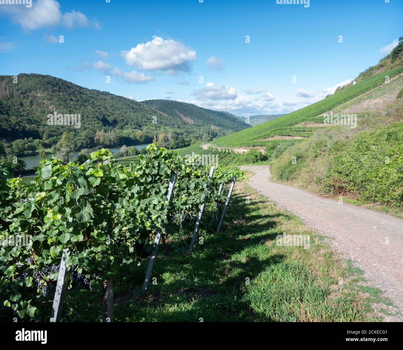 vines near Cochem and Pommern and river mosel in german eifel Stock Photo