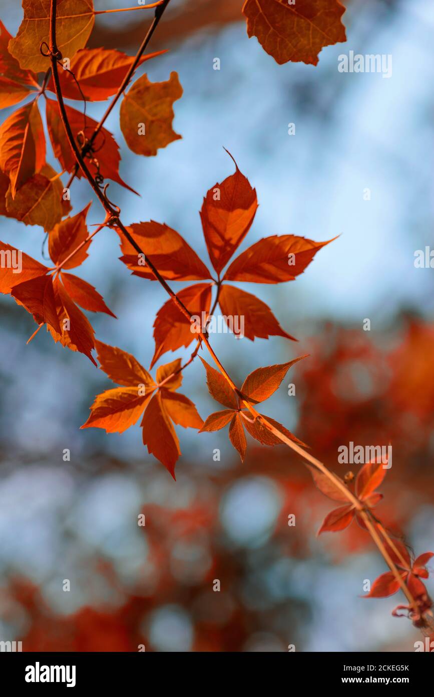 Branches of red autumn leaves. Red maple leaves in autumn. Stock Photo