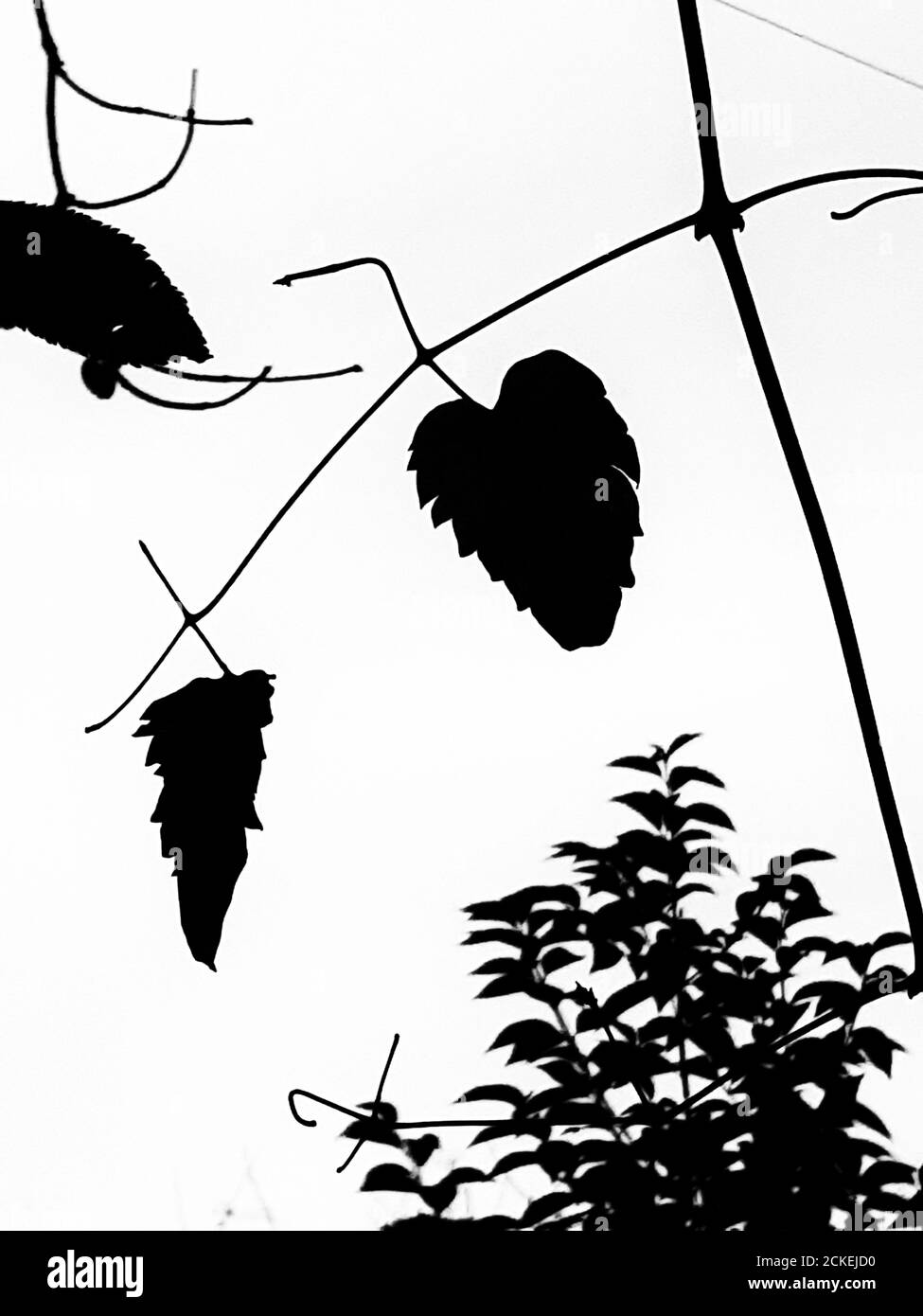 Climate leaves Black and White Stock Photos & Images - Alamy