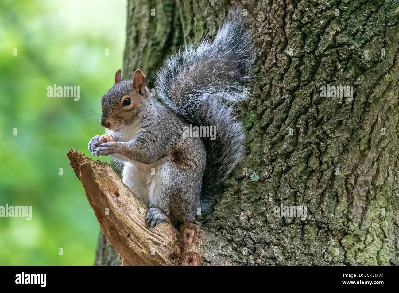 Grey squirrel eating an acorn in a tree. Stock Photo