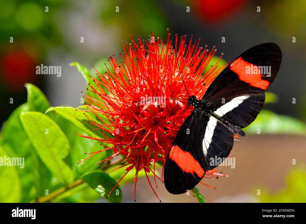 Crimson-patched Longwing Butterfly on a Powderpuff combretum Latin name Combretum constrictum flower Stock Photo