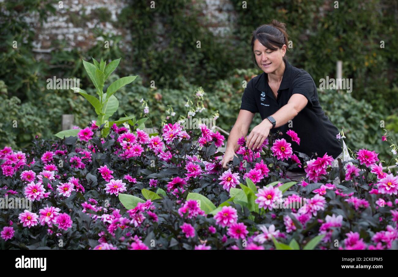 National Trust gardener Jen Harbrow deadheads some of the 500 dahlias ??? single-handedly planted by Head Gardener John Wood during lockdown ??? in bloom at the National Trust's Hinton Ampner in Hampshire. Stock Photo
