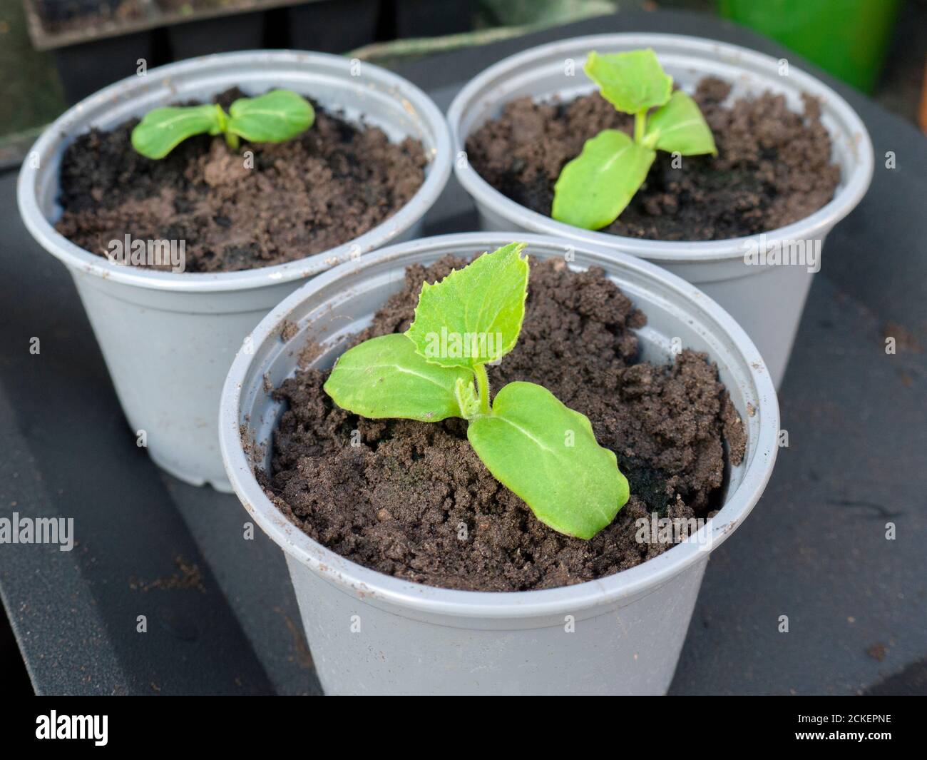 Cucumber (Cucumis sativus) seedlings growing in compost filled pots in an amateur gardener’s greenhouse in spring. Stock Photo