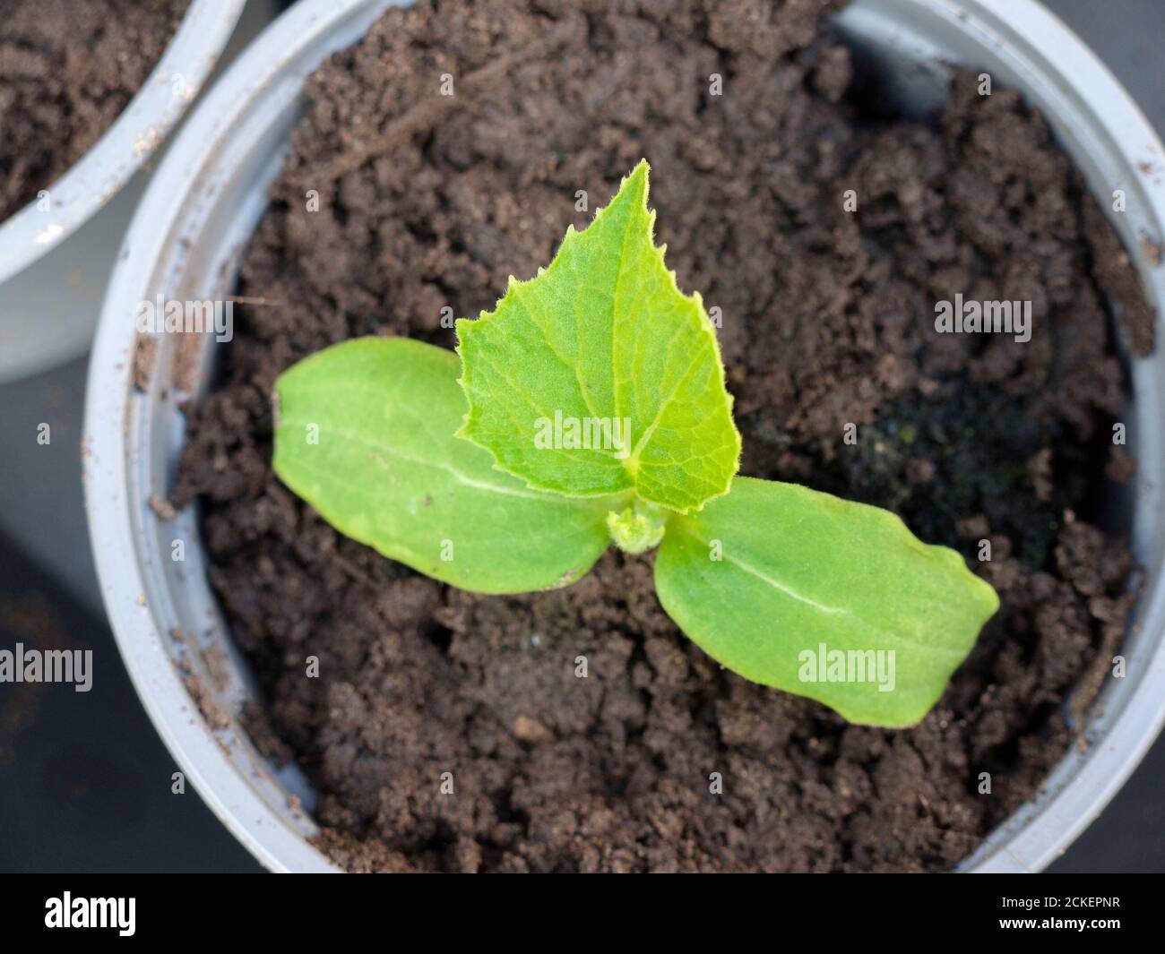 Cucumber (Cucumis sativus) seedling growing in compost filled pots in an amateur gardener’s greenhouse in spring. Stock Photo