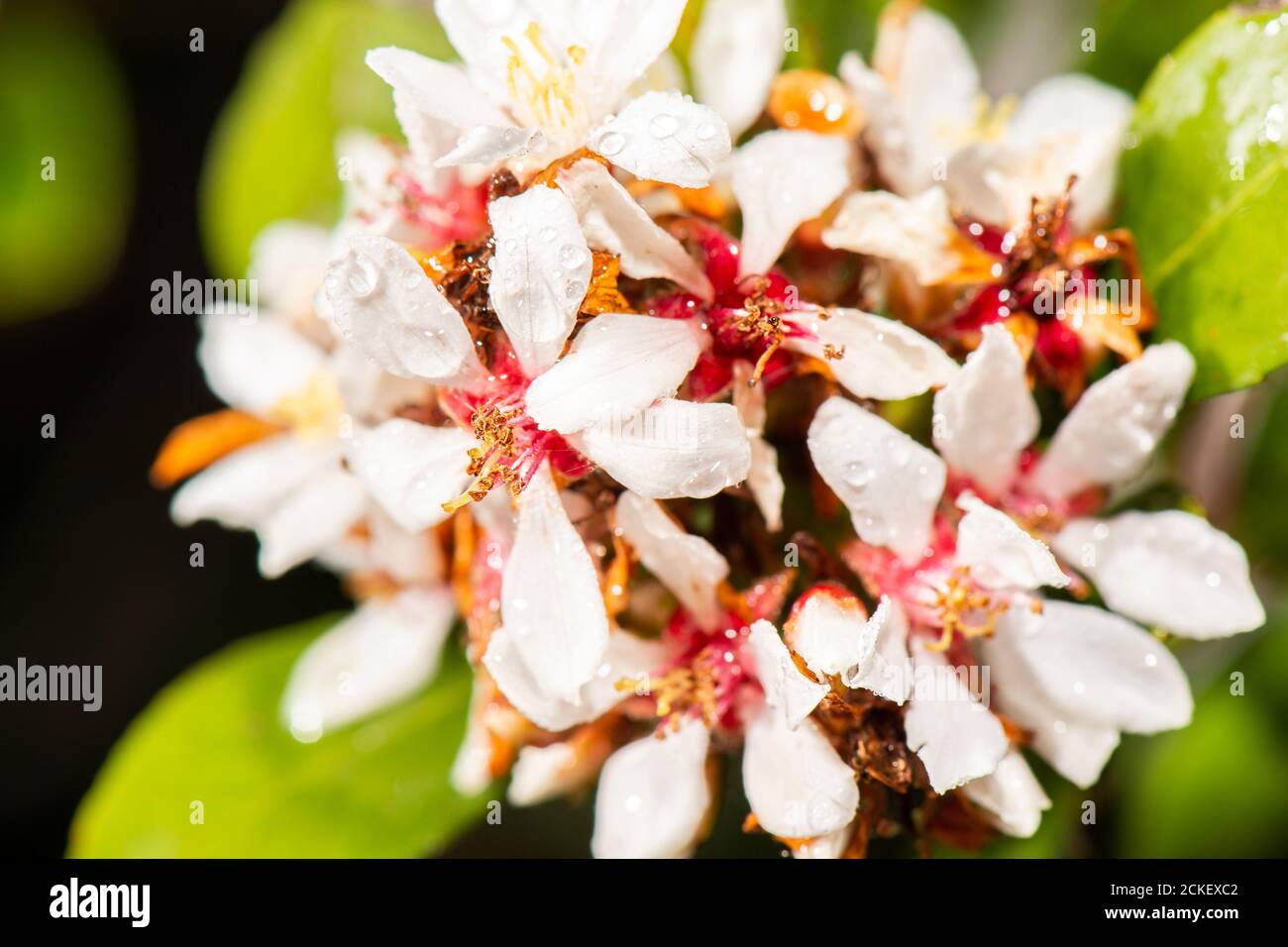 Rhaphiolepis High Resolution Stock Photography And Images Alamy