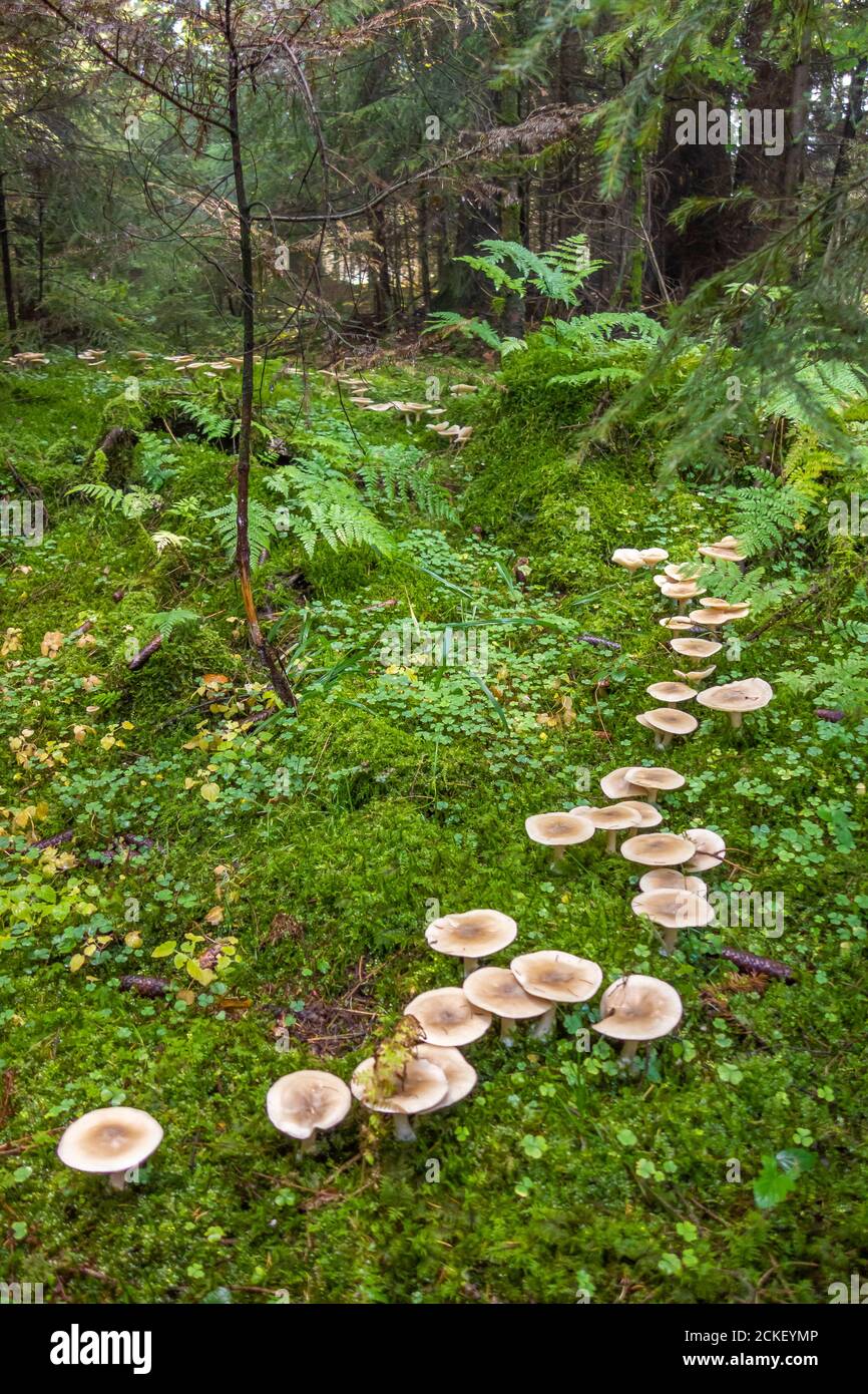 Fairy ring fairy circle fungus hires stock photography and images Alamy
