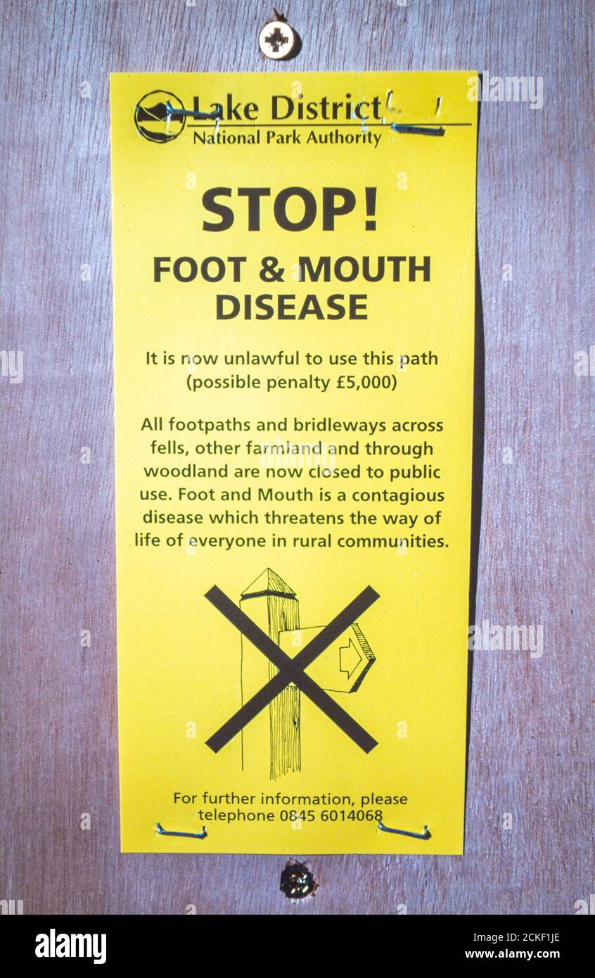 About the outbreak of foot mouth disease in the uk hires stock