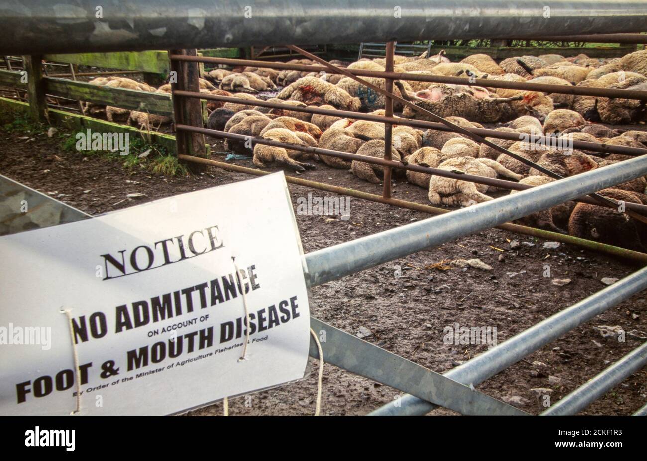 Sheep slaughtered in the 2001 Foot and Mouth disease outbreak in