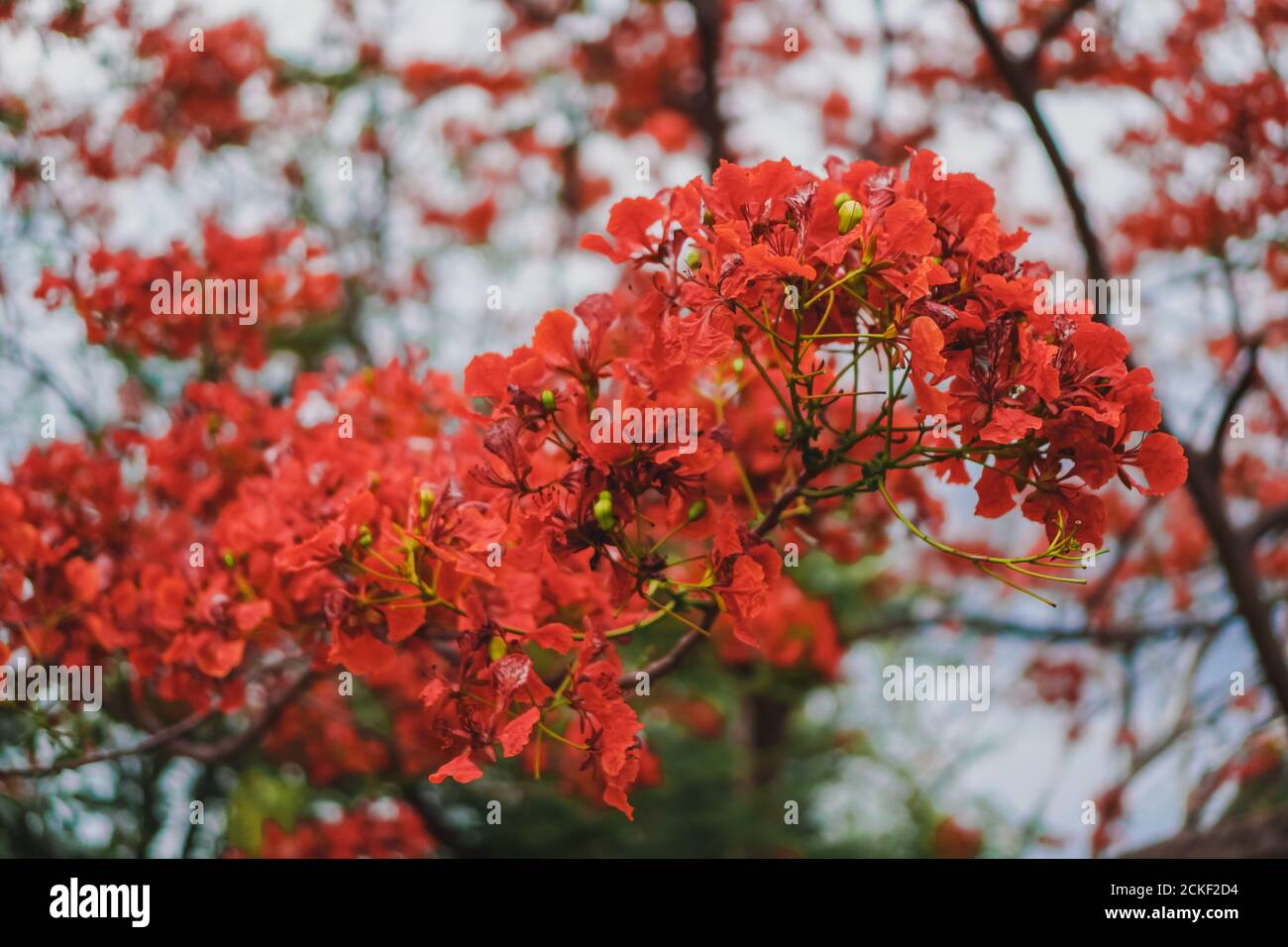 The tree full of orange flower and orange leaves Stock Photo Alamy