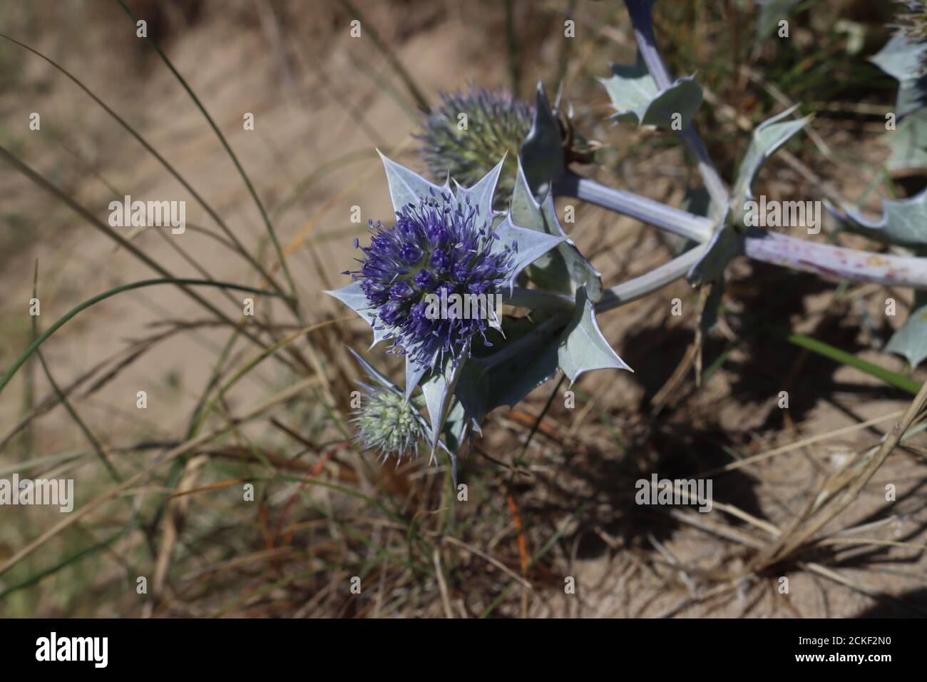 Sea holly growing in the sand dunes in northern France. Purple beach thistle.Eryngium 'Big Blue' Stock Photo