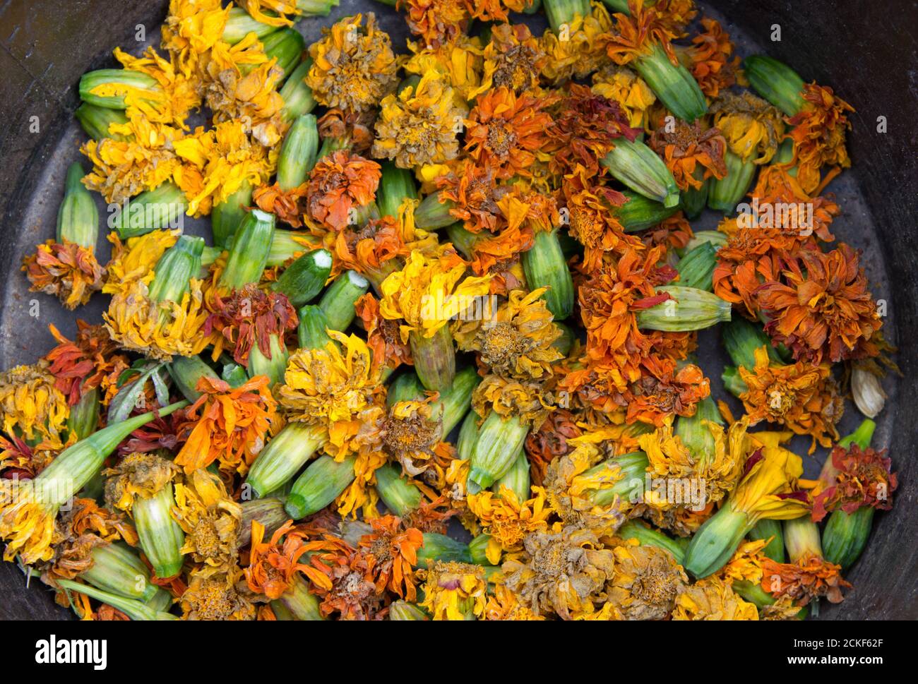 Dead headed Marigold flowers Stock Photo