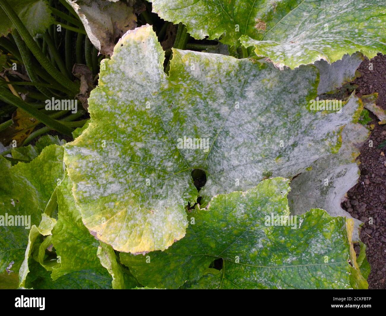 This image shows the advanced stage of Powdery Mildew affecting the leaves of a PUMPKIN. Powdery