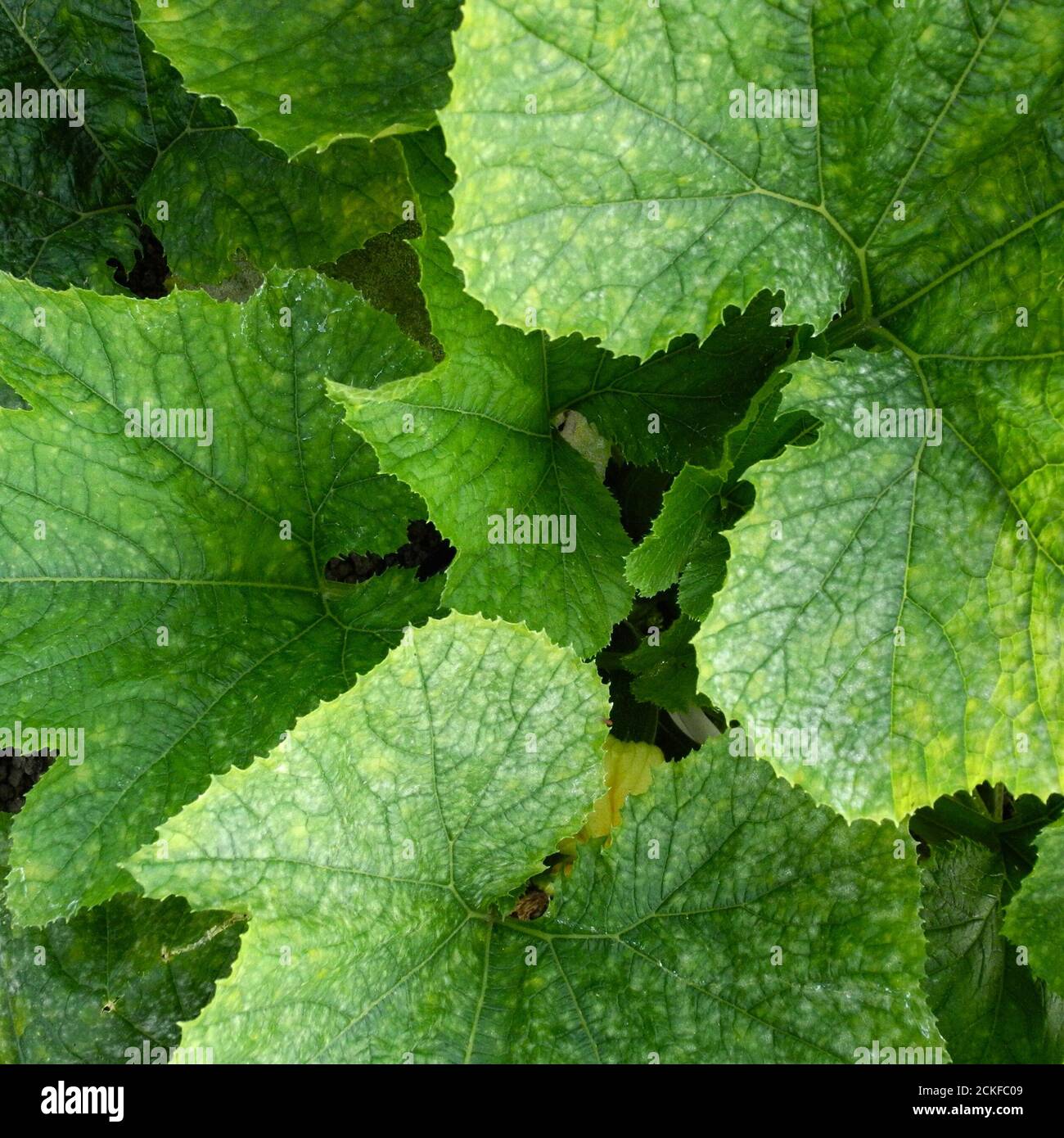 This image shows the early stage of Powdery Mildew affecting the leaves of a PUMPKIN. Powdery mildew is a fungal disease that affects a wide range of plants. Powdery mildew diseases are caused by many different species of fungi in the order Erysiphales, with Podosphaera xanthii being the most commonly reported cause. Common on PUMPKINS CUCUMBERS COURGETTES and other members of the SQUASH family. Stock Photo