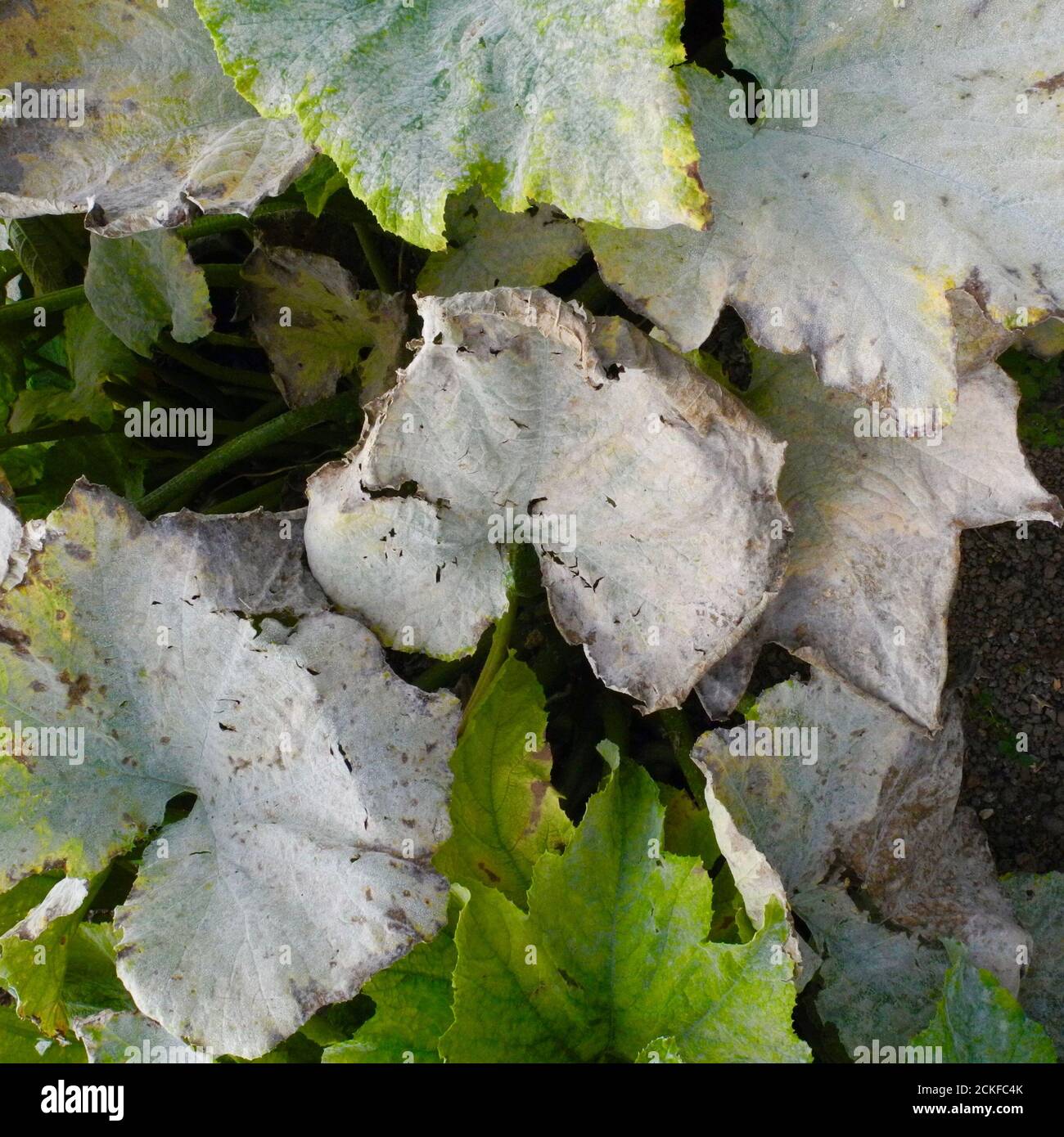 This image shows the advanced stage of Powdery Mildew affecting the leaves of a PUMPKIN. Powdery mildew is a fungal disease that affects a wide range of plants. Powdery mildew diseases are caused by many different species of fungi in the order Erysiphales, with Podosphaera xanthii being the most commonly reported cause. Common on PUMPKINS CUCUMBERS COURGETTES and other members of the SQUASH family. Stock Photo