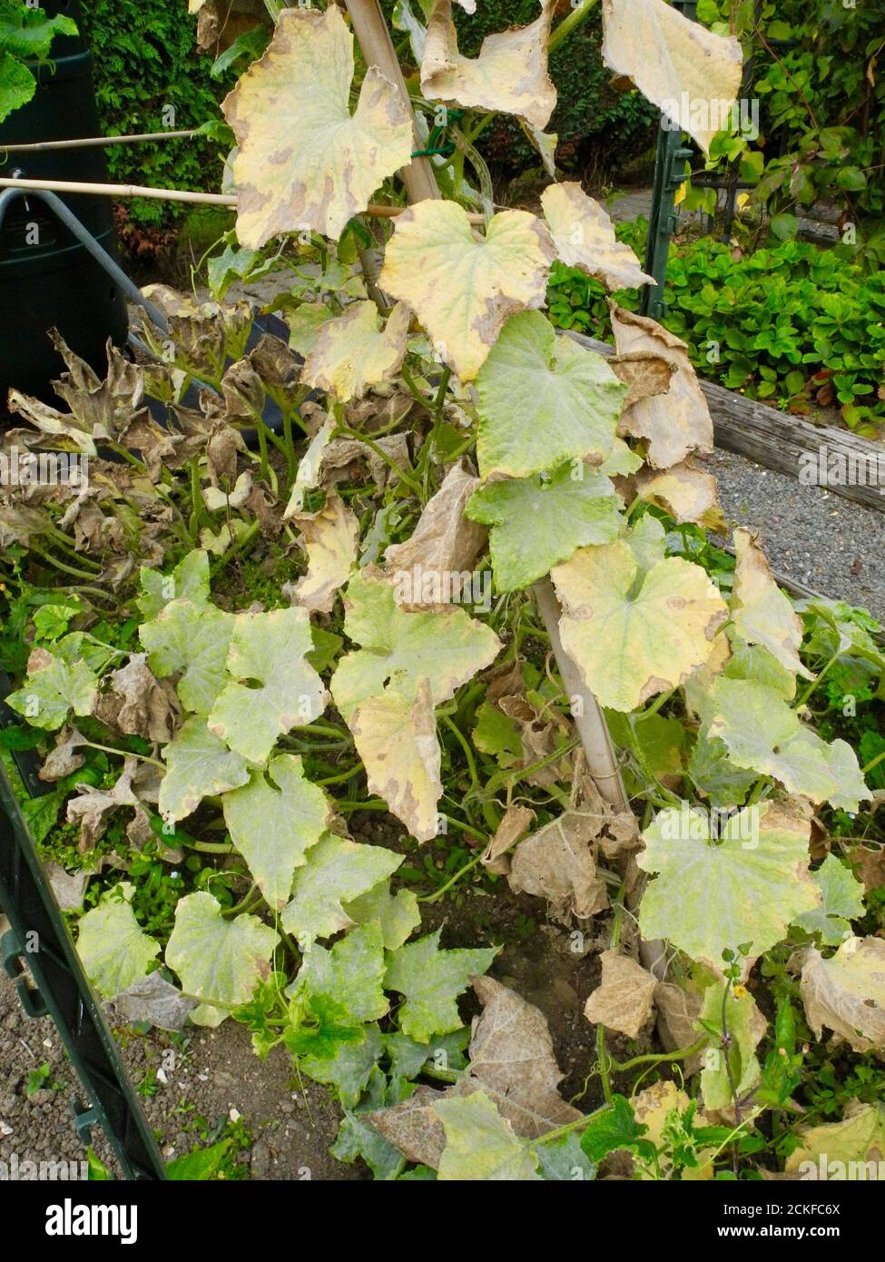 This image shows the early stage of Powdery Mildew affecting the leaves of a CUCUMBER PLANT. Powdery mildew is a fungal disease that affects a wide range of plants. Powdery mildew diseases are caused by many different species of fungi in the order Erysiphales, with Podosphaera xanthii being the most commonly reported cause. Common on PUMPKINS CUCUMBERS COURGETTES and other members of the SQUASH family. Stock Photo