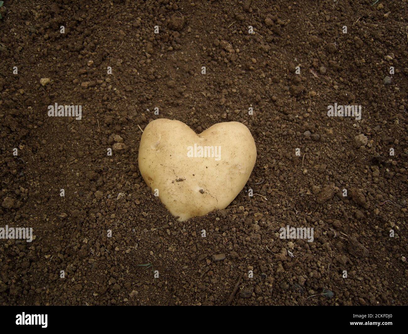 Heart-shaped potato in cultivation - Stock Image