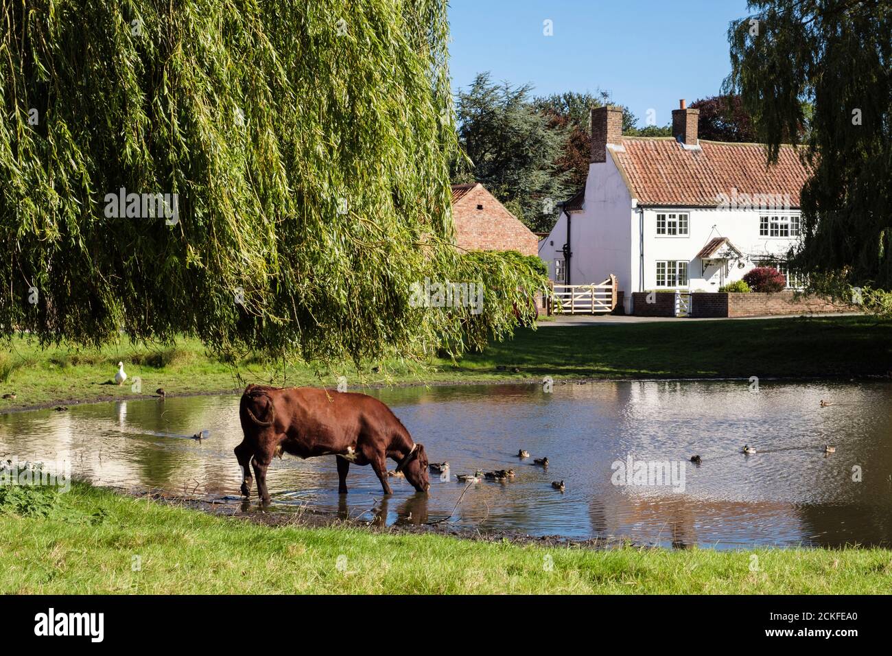 Free range cattle cow drinking from duck pond on a picturesque country village green. Nun Monkton, York, North Yorkshire, England, UK, Britain Stock Photo