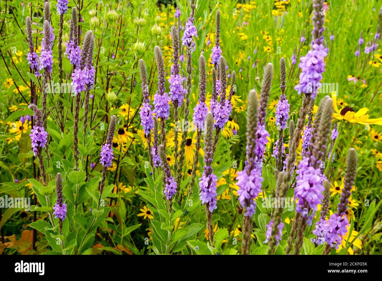Purple flowers Hoary Vervain Verbena stricta mixed Rudbeckias Stock Photo