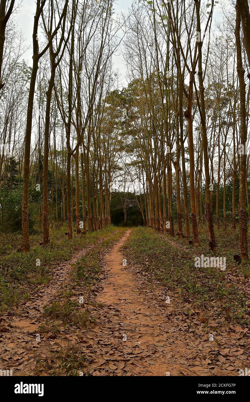 Natural rubber plantation malaysia hi res stock photography and