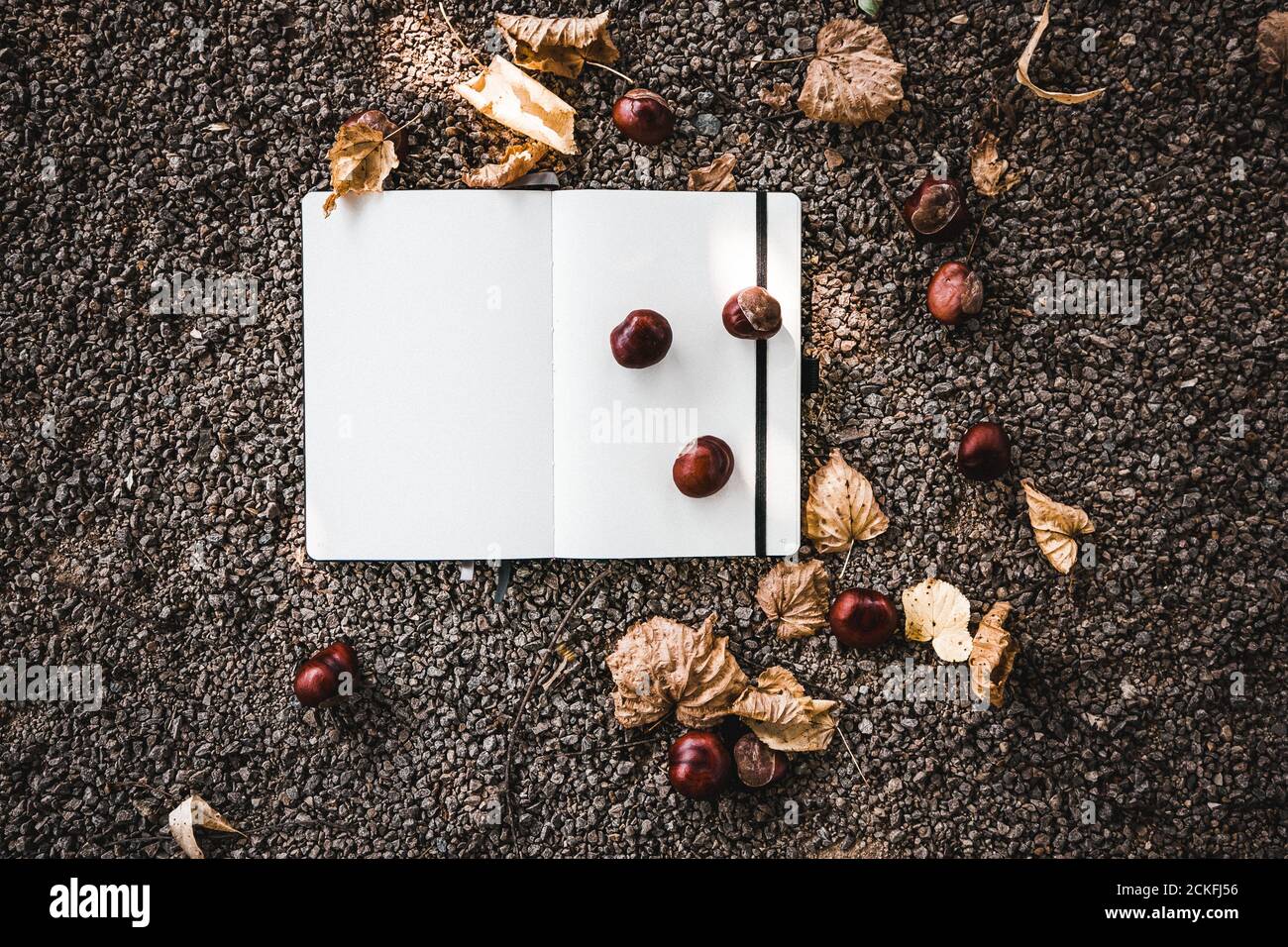 Black Note book with yellow autumn leaves with marrons on a black background. With marrons and autumn elements, mockup option Stock Photo